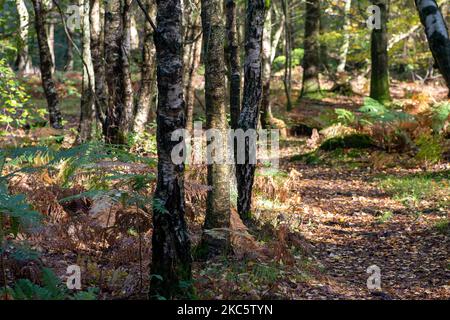 Penn Street, Buckinghamshire, Großbritannien. 4.. November 2022. Sonnenschein durch silberne Birken in Penn Wood. Die Wälder wurden 1999 vom Woodland Trust nach einem sechsjährigen Kampf von den Freunden von Penn Wood erworben, die es aufhörten, in einen 18-Loch-Golfplatz umgewandelt zu werden. Penn Wood, in den Chilterns, einem Gebiet von außergewöhnlicher natürlicher Schönheit, ist ein ‘alter Wald“ mit Bäumen, die über 200 Jahre alt sind. Quelle: Maureen McLean/Alamy Live News Stockfoto