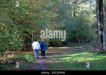 Penn Street, Buckinghamshire, Großbritannien. 4.. November 2022. Spaziergänger genießen die Sonne in Penn Wood. Die Wälder wurden 1999 vom Woodland Trust nach einem sechsjährigen Kampf von den Freunden von Penn Wood erworben, die es aufhörten, in einen 18-Loch-Golfplatz umgewandelt zu werden. Penn Wood, in den Chilterns, einem Gebiet von außergewöhnlicher natürlicher Schönheit, ist ein ‘alter Wald“ mit Bäumen, die über 200 Jahre alt sind. Quelle: Maureen McLean/Alamy Live News Stockfoto