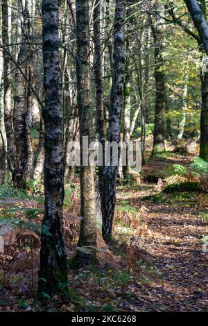 Penn Street, Buckinghamshire, Großbritannien. 4.. November 2022. Sonnenschein durch silberne Birken in Penn Wood. Die Wälder wurden 1999 vom Woodland Trust nach einem sechsjährigen Kampf von den Freunden von Penn Wood erworben, die es aufhörten, in einen 18-Loch-Golfplatz umgewandelt zu werden. Penn Wood, in den Chilterns, einem Gebiet von außergewöhnlicher natürlicher Schönheit, ist ein ‘alter Wald“ mit Bäumen, die über 200 Jahre alt sind. Quelle: Maureen McLean/Alamy Live News Stockfoto