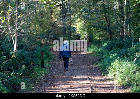 Penn Street, Buckinghamshire, Großbritannien. 4.. November 2022. Eine Dame geht mit ihrem Hund in der Sonne in Penn Wood. Die Wälder wurden 1999 vom Woodland Trust nach einem sechsjährigen Kampf von den Freunden von Penn Wood erworben, die es aufhörten, in einen 18-Loch-Golfplatz umgewandelt zu werden. Penn Wood, in den Chilterns, einem Gebiet von außergewöhnlicher natürlicher Schönheit, ist ein ‘alter Wald“ mit Bäumen, die über 200 Jahre alt sind. Quelle: Maureen McLean/Alamy Live News Stockfoto