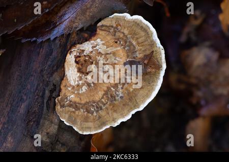 Penn Street, Buckinghamshire, Großbritannien. 4.. November 2022. Turkeytail-Pilze wachsen an toten Baumgliedern und auf dem Waldboden in Penn Wood. Die Wälder wurden 1999 vom Woodland Trust nach einem sechsjährigen Kampf von den Freunden von Penn Wood erworben, die es aufhörten, in einen 18-Loch-Golfplatz umgewandelt zu werden. Penn Wood, in den Chilterns, einem Gebiet von außergewöhnlicher natürlicher Schönheit, ist ein ‘alter Wald“ mit Bäumen, die über 200 Jahre alt sind. Quelle: Maureen McLean/Alamy Live News Stockfoto