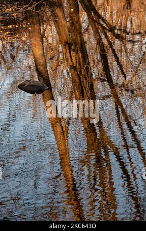 Wasserbewegungen und Reflexionsmuster dominieren die Oberfläche des Hickory Creek an einem frühen Morgen im Spätherbst, dem Hickory Creek Forest Preserve Stockfoto