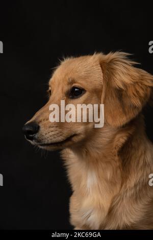 Porträt eines rothaarigen Hundes auf schwarzem Hintergrund im Studio Stockfoto