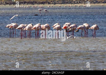 Flamingos wie sie in der Lagune von Kalochori in der Nähe von Thessaloniki im Axios Delta Nationalpark gesehen werden. Die Zugvögel halten während ihrer Reise in Griechenland an den Feuchtgebieten an. Die Herde von Flamingos, Vögel der Familie Phoenicopteriformes, wie sie in der Lagune von Kalochori mit der Stadt Thessaloniki im Hintergrund zu sehen ist. Die Flamingo-Kolonien leben hier im seichten Süßwasser, als Zwischenstopp auf ihrer Migrationsroute, die zum Axios Delta Nationalpark in Nordgriechenland gehört. Der Nationalpark des Axios-Deltas in der Nähe der Stadt Thessaloniki in Griechenland besteht aus 4 Flüssen Axios, Galikos, Loudias und Aliakmonas, Stockfoto