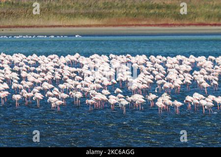 Flamingos wie sie in der Lagune von Kalochori in der Nähe von Thessaloniki im Axios Delta Nationalpark gesehen werden. Die Zugvögel halten während ihrer Reise in Griechenland an den Feuchtgebieten an. Die Herde von Flamingos, Vögel der Familie Phoenicopteriformes, wie sie in der Lagune von Kalochori mit der Stadt Thessaloniki im Hintergrund zu sehen ist. Die Flamingo-Kolonien leben hier im seichten Süßwasser, als Zwischenstopp auf ihrer Migrationsroute, die zum Axios Delta Nationalpark in Nordgriechenland gehört. Der Nationalpark des Axios-Deltas in der Nähe der Stadt Thessaloniki in Griechenland besteht aus 4 Flüssen Axios, Galikos, Loudias und Aliakmonas, Stockfoto