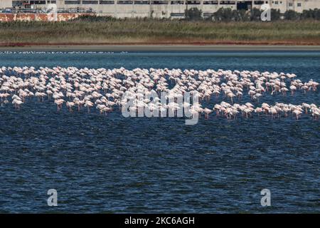 Flamingos wie sie in der Lagune von Kalochori in der Nähe von Thessaloniki im Axios Delta Nationalpark gesehen werden. Die Zugvögel halten während ihrer Reise in Griechenland an den Feuchtgebieten an. Die Herde von Flamingos, Vögel der Familie Phoenicopteriformes, wie sie in der Lagune von Kalochori mit der Stadt Thessaloniki im Hintergrund zu sehen ist. Die Flamingo-Kolonien leben hier im seichten Süßwasser, als Zwischenstopp auf ihrer Migrationsroute, die zum Axios Delta Nationalpark in Nordgriechenland gehört. Der Nationalpark des Axios-Deltas in der Nähe der Stadt Thessaloniki in Griechenland besteht aus 4 Flüssen Axios, Galikos, Loudias und Aliakmonas, Stockfoto