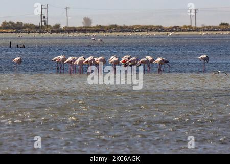 Flamingos wie sie in der Lagune von Kalochori in der Nähe von Thessaloniki im Axios Delta Nationalpark gesehen werden. Die Zugvögel halten während ihrer Reise in Griechenland an den Feuchtgebieten an. Die Herde von Flamingos, Vögel der Familie Phoenicopteriformes, wie sie in der Lagune von Kalochori mit der Stadt Thessaloniki im Hintergrund zu sehen ist. Die Flamingo-Kolonien leben hier im seichten Süßwasser, als Zwischenstopp auf ihrer Migrationsroute, die zum Axios Delta Nationalpark in Nordgriechenland gehört. Der Nationalpark des Axios-Deltas in der Nähe der Stadt Thessaloniki in Griechenland besteht aus 4 Flüssen Axios, Galikos, Loudias und Aliakmonas, Stockfoto