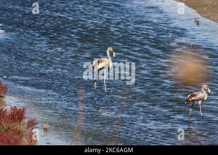 Flamingos wie sie in der Lagune von Kalochori in der Nähe von Thessaloniki im Axios Delta Nationalpark gesehen werden. Die Zugvögel halten während ihrer Reise in Griechenland an den Feuchtgebieten an. Die Herde von Flamingos, Vögel der Familie Phoenicopteriformes, wie sie in der Lagune von Kalochori mit der Stadt Thessaloniki im Hintergrund zu sehen ist. Die Flamingo-Kolonien leben hier im seichten Süßwasser, als Zwischenstopp auf ihrer Migrationsroute, die zum Axios Delta Nationalpark in Nordgriechenland gehört. Der Nationalpark des Axios-Deltas in der Nähe der Stadt Thessaloniki in Griechenland besteht aus 4 Flüssen Axios, Galikos, Loudias und Aliakmonas, Stockfoto