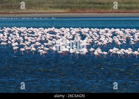 Flamingos wie sie in der Lagune von Kalochori in der Nähe von Thessaloniki im Axios Delta Nationalpark gesehen werden. Die Zugvögel halten während ihrer Reise in Griechenland an den Feuchtgebieten an. Die Herde von Flamingos, Vögel der Familie Phoenicopteriformes, wie sie in der Lagune von Kalochori mit der Stadt Thessaloniki im Hintergrund zu sehen ist. Die Flamingo-Kolonien leben hier im seichten Süßwasser, als Zwischenstopp auf ihrer Migrationsroute, die zum Axios Delta Nationalpark in Nordgriechenland gehört. Der Nationalpark des Axios-Deltas in der Nähe der Stadt Thessaloniki in Griechenland besteht aus 4 Flüssen Axios, Galikos, Loudias und Aliakmonas, Stockfoto