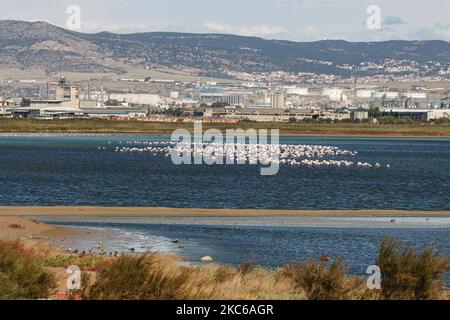 Flamingos wie sie in der Lagune von Kalochori in der Nähe von Thessaloniki im Axios Delta Nationalpark gesehen werden. Die Zugvögel halten während ihrer Reise in Griechenland an den Feuchtgebieten an. Die Herde von Flamingos, Vögel der Familie Phoenicopteriformes, wie sie in der Lagune von Kalochori mit der Stadt Thessaloniki im Hintergrund zu sehen ist. Die Flamingo-Kolonien leben hier im seichten Süßwasser, als Zwischenstopp auf ihrer Migrationsroute, die zum Axios Delta Nationalpark in Nordgriechenland gehört. Der Nationalpark des Axios-Deltas in der Nähe der Stadt Thessaloniki in Griechenland besteht aus 4 Flüssen Axios, Galikos, Loudias und Aliakmonas, Stockfoto