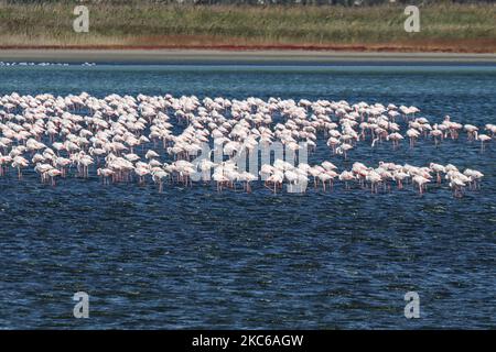 Flamingos wie sie in der Lagune von Kalochori in der Nähe von Thessaloniki im Axios Delta Nationalpark gesehen werden. Die Zugvögel halten während ihrer Reise in Griechenland an den Feuchtgebieten an. Die Herde von Flamingos, Vögel der Familie Phoenicopteriformes, wie sie in der Lagune von Kalochori mit der Stadt Thessaloniki im Hintergrund zu sehen ist. Die Flamingo-Kolonien leben hier im seichten Süßwasser, als Zwischenstopp auf ihrer Migrationsroute, die zum Axios Delta Nationalpark in Nordgriechenland gehört. Der Nationalpark des Axios-Deltas in der Nähe der Stadt Thessaloniki in Griechenland besteht aus 4 Flüssen Axios, Galikos, Loudias und Aliakmonas, Stockfoto