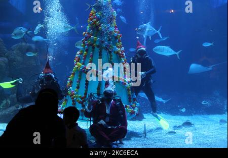 Im Jakarta Aquarium und Safari, Mall Neo Soho, Grogol, Jakarta, begrüßen Taucher, die als Weihnachtsmann gekleidet sind, die Besucher im mit Weihnachtsbäumen geschmückten Wasser. 24,2020. (Foto von Dasril Roszandi/NurPhoto) Stockfoto