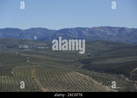 Eine allgemeine Ansicht der Olivenbaumfelder während der Olivenernte während der Coronavirus-Pandemie am 26. Dezember 2020 in der Sierra de Cazorla Region in Jaen, Spanien. Jaen ist eine Provinz aus Andalusien, Spanien, die weltweit mehr als 20 % des Olivenöls und 50 % nur in Spanien produziert. (Foto von Álex Cámara/NurPhoto) Stockfoto