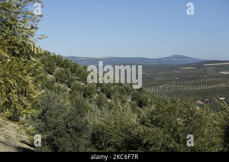 Eine allgemeine Ansicht der Olivenbaumfelder während der Olivenernte während der Coronavirus-Pandemie am 26. Dezember 2020 in der Sierra de Cazorla Region in Jaen, Spanien. Jaen ist eine Provinz aus Andalusien, Spanien, die weltweit mehr als 20 % des Olivenöls und 50 % nur in Spanien produziert. (Foto von Álex Cámara/NurPhoto) Stockfoto