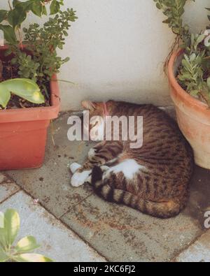 Eine wunderschöne gesichtet tabby Katze schlafen friedlich zwischen Blumentöpfen auf einem Balkon Stockfoto