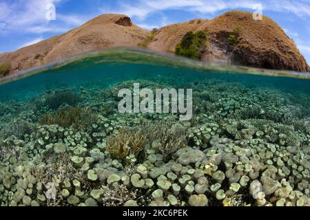 Der Meeresboden ist in der Nähe einer Insel im Komodo-Nationalpark, Indonesien, von Weichlederkorallen bedeckt. Dieses Gebiet ist die Heimat einer hohen marinen Biodiversität. Stockfoto