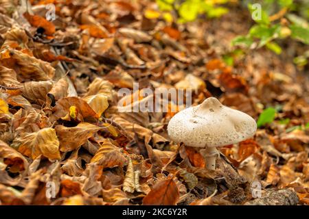 Im Herbst wächst zwischen den trockenen Blättern eines Waldes ein Pilz. Leon, Spanien Stockfoto