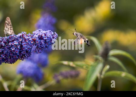 Eine Kolibri-Falkenmotte nähert sich der Schmetterlingsbuschblume. Stockfoto