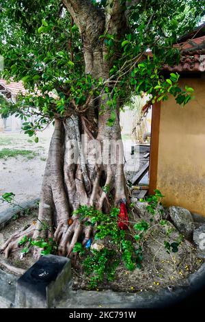 Banyan-Baum wächst auf dem Gelände des Hindu-Tempels Vinayagar in Jaffna, Sri Lanka. Dieser kleine Hindu-Tempel ist Lord Ganesh gewidmet. (Foto von Creative Touch Imaging Ltd./NurPhoto) Stockfoto