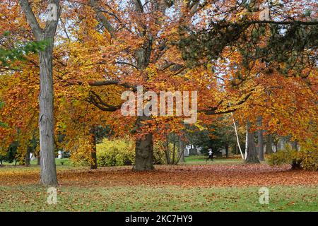 Park im Herbst mit bunten roten und gelb gefallenen Blättern Stockfoto