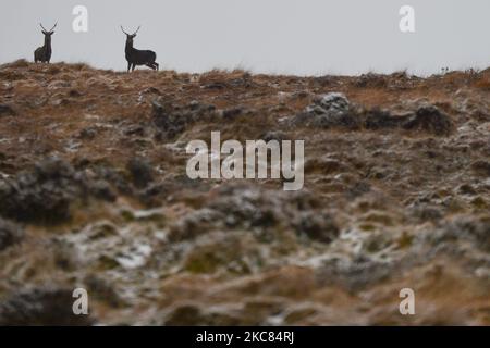 Wild Deer in Wicklow Gap, Co. Wicklow, gesehen im Winterwetter, nachdem ein Großteil des Landes mit Schnee bedeckt war. Am Sonntag, den 24. Januar 2021, in Dublin, Irland. (Foto von Artur Widak/NurPhoto) Stockfoto