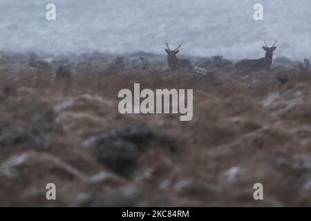 Wild Deer in Wicklow Gap, Co. Wicklow, gesehen im Winterwetter, nachdem ein Großteil des Landes mit Schnee bedeckt war. Am Sonntag, den 24. Januar 2021, in Dublin, Irland. (Foto von Artur Widak/NurPhoto) Stockfoto