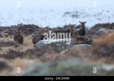 Wild Deer in Wicklow Gap, Co. Wicklow, gesehen im Winterwetter, nachdem ein Großteil des Landes mit Schnee bedeckt war. Am Sonntag, den 24. Januar 2021, in Dublin, Irland. (Foto von Artur Widak/NurPhoto) Stockfoto