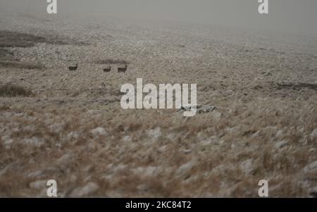 Wild Deer in Wicklow Gap, Co. Wicklow, gesehen im Winterwetter, nachdem ein Großteil des Landes mit Schnee bedeckt war. Am Sonntag, den 24. Januar 2021, in Dublin, Irland. (Foto von Artur Widak/NurPhoto) Stockfoto