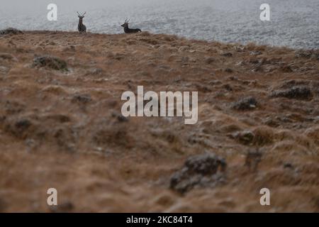 Wild Deer in Wicklow Gap, Co. Wicklow, gesehen im Winterwetter, nachdem ein Großteil des Landes mit Schnee bedeckt war. Am Sonntag, den 24. Januar 2021, in Dublin, Irland. (Foto von Artur Widak/NurPhoto) Stockfoto