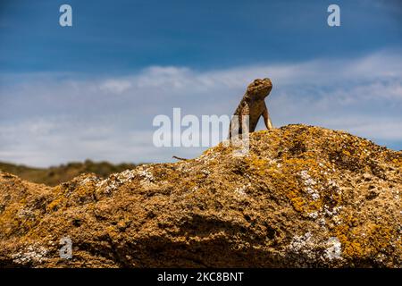 Westliche Zauneidechse (Sceloporus occidentalis) auf Felsformation am Leslie Gulch in Oregon Stockfoto