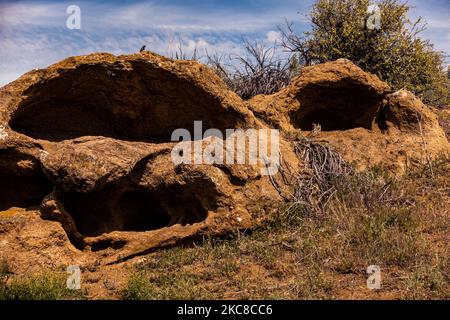 Westliche Zauneidechse (Sceloporus occidentalis) auf Felsformation am Leslie Gulch in Oregon Stockfoto