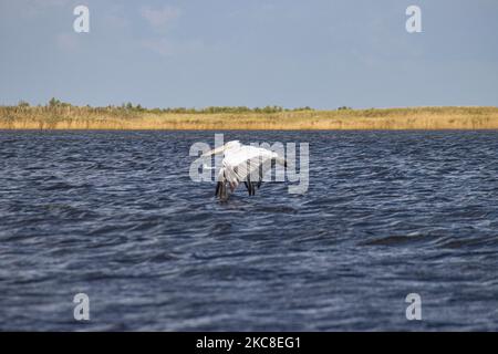 Dalmatinischer Pelikan ( Pelecanus crispus ) wie im Evros River Delta in Griechenland gesehen. Die Vögel, die die größten der Welt sind, werden in Scharen über dem Süßwasser des Evros-Flusses oder Meritsa, einem Fluss, der die griechisch-türkischen Landgrenzen markiert, und das Delta ist ein geschütztes Gebiet, Evros-Delta-Nationalpark, gesehen. Ein Natura 2000 und wird durch die Europäische Union und das Ramsar-Übereinkommen geschützt. Der Park liegt an einer wichtigen Zugvogelroute. Die nächstgelegene Stadt zum Evros Delta ist Alexandroupoli, eine Hafenstadt, die Hauptstadt der Evros Regionaleinheit in Ostmakedonien und Thrakien, während die backgroun Stockfoto