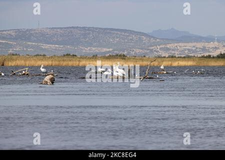 Dalmatinischer Pelikan ( Pelecanus crispus ) wie im Evros River Delta in Griechenland gesehen. Die Vögel, die die größten der Welt sind, werden in Scharen über dem Süßwasser des Evros-Flusses oder Meritsa, einem Fluss, der die griechisch-türkischen Landgrenzen markiert, und das Delta ist ein geschütztes Gebiet, Evros-Delta-Nationalpark, gesehen. Ein Natura 2000 und wird durch die Europäische Union und das Ramsar-Übereinkommen geschützt. Der Park liegt an einer wichtigen Zugvogelroute. Die nächstgelegene Stadt zum Evros Delta ist Alexandroupoli, eine Hafenstadt, die Hauptstadt der Evros Regionaleinheit in Ostmakedonien und Thrakien, während die backgroun Stockfoto