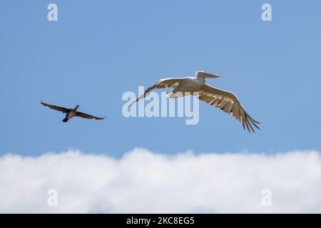 Ein dalmatinischer Pelikan und ein Kormoran fliegen am Himmel. Dalmatinischer Pelikan ( Pelecanus crispus ) wie im Evros River Delta in Griechenland gesehen. Die Vögel, die die größten der Welt sind, werden in Scharen über dem Süßwasser des Evros-Flusses oder Meritsa, einem Fluss, der die griechisch-türkischen Landgrenzen markiert, und das Delta ist ein geschütztes Gebiet, Evros-Delta-Nationalpark, gesehen. Ein Natura 2000 und wird durch die Europäische Union und das Ramsar-Übereinkommen geschützt. Der Park liegt an einer wichtigen Zugvogelroute. Die nächstgelegene Stadt zum Evros-Delta ist Alexandroupoli, eine Hafenstadt, die Hauptstadt des Evros-Regionalbüros Stockfoto