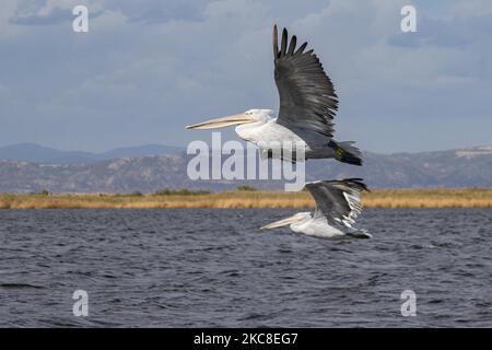 Fliegende Pelikane. Dalmatinischer Pelikan ( Pelecanus crispus ) wie im Evros River Delta in Griechenland gesehen. Die Vögel, die die größten der Welt sind, werden in Scharen über dem Süßwasser des Evros-Flusses oder Meritsa, einem Fluss, der die griechisch-türkischen Landgrenzen markiert, und das Delta ist ein geschütztes Gebiet, Evros-Delta-Nationalpark, gesehen. Ein Natura 2000 und wird durch die Europäische Union und das Ramsar-Übereinkommen geschützt. Der Park liegt an einer wichtigen Zugvogelroute. Die nächstgelegene Stadt zum Evros-Delta ist Alexandroupoli, eine Hafenstadt, die Hauptstadt der Evros-Regionaleinheit in Ostmakedonien und Thrakien wh Stockfoto