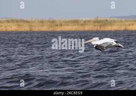 Dalmatinischer Pelikan ( Pelecanus crispus ) wie im Evros River Delta in Griechenland gesehen. Die Vögel, die die größten der Welt sind, werden in Scharen über dem Süßwasser des Evros-Flusses oder Meritsa, einem Fluss, der die griechisch-türkischen Landgrenzen markiert, und das Delta ist ein geschütztes Gebiet, Evros-Delta-Nationalpark, gesehen. Ein Natura 2000 und wird durch die Europäische Union und das Ramsar-Übereinkommen geschützt. Der Park liegt an einer wichtigen Zugvogelroute. Die nächstgelegene Stadt zum Evros Delta ist Alexandroupoli, eine Hafenstadt, die Hauptstadt der Evros Regionaleinheit in Ostmakedonien und Thrakien, während die backgroun Stockfoto