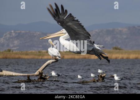 Fliegende Pelikane. Dalmatinischer Pelikan ( Pelecanus crispus ) wie im Evros River Delta in Griechenland gesehen. Die Vögel, die die größten der Welt sind, werden in Scharen über dem Süßwasser des Evros-Flusses oder Meritsa, einem Fluss, der die griechisch-türkischen Landgrenzen markiert, und das Delta ist ein geschütztes Gebiet, Evros-Delta-Nationalpark, gesehen. Ein Natura 2000 und wird durch die Europäische Union und das Ramsar-Übereinkommen geschützt. Der Park liegt an einer wichtigen Zugvogelroute. Die nächstgelegene Stadt zum Evros-Delta ist Alexandroupoli, eine Hafenstadt, die Hauptstadt der Evros-Regionaleinheit in Ostmakedonien und Thrakien wh Stockfoto