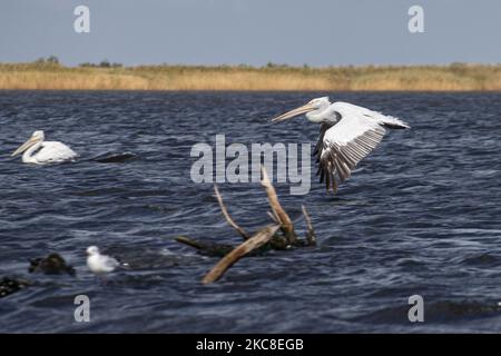 Fliegende Pelikane. Dalmatinischer Pelikan ( Pelecanus crispus ) wie im Evros River Delta in Griechenland gesehen. Die Vögel, die die größten der Welt sind, werden in Scharen über dem Süßwasser des Evros-Flusses oder Meritsa, einem Fluss, der die griechisch-türkischen Landgrenzen markiert, und das Delta ist ein geschütztes Gebiet, Evros-Delta-Nationalpark, gesehen. Ein Natura 2000 und wird durch die Europäische Union und das Ramsar-Übereinkommen geschützt. Der Park liegt an einer wichtigen Zugvogelroute. Die nächstgelegene Stadt zum Evros-Delta ist Alexandroupoli, eine Hafenstadt, die Hauptstadt der Evros-Regionaleinheit in Ostmakedonien und Thrakien wh Stockfoto