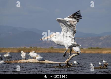 Fliegende Pelikane. Dalmatinischer Pelikan ( Pelecanus crispus ) wie im Evros River Delta in Griechenland gesehen. Die Vögel, die die größten der Welt sind, werden in Scharen über dem Süßwasser des Evros-Flusses oder Meritsa, einem Fluss, der die griechisch-türkischen Landgrenzen markiert, und das Delta ist ein geschütztes Gebiet, Evros-Delta-Nationalpark, gesehen. Ein Natura 2000 und wird durch die Europäische Union und das Ramsar-Übereinkommen geschützt. Der Park liegt an einer wichtigen Zugvogelroute. Die nächstgelegene Stadt zum Evros-Delta ist Alexandroupoli, eine Hafenstadt, die Hauptstadt der Evros-Regionaleinheit in Ostmakedonien und Thrakien wh Stockfoto