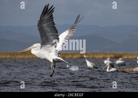 Fliegende Pelikane. Dalmatinischer Pelikan ( Pelecanus crispus ) wie im Evros River Delta in Griechenland gesehen. Die Vögel, die die größten der Welt sind, werden in Scharen über dem Süßwasser des Evros-Flusses oder Meritsa, einem Fluss, der die griechisch-türkischen Landgrenzen markiert, und das Delta ist ein geschütztes Gebiet, Evros-Delta-Nationalpark, gesehen. Ein Natura 2000 und wird durch die Europäische Union und das Ramsar-Übereinkommen geschützt. Der Park liegt an einer wichtigen Zugvogelroute. Die nächstgelegene Stadt zum Evros-Delta ist Alexandroupoli, eine Hafenstadt, die Hauptstadt der Evros-Regionaleinheit in Ostmakedonien und Thrakien wh Stockfoto