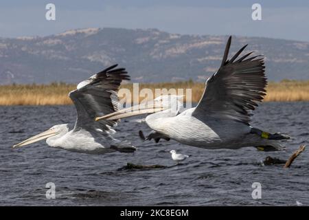 Fliegende Pelikane. Dalmatinischer Pelikan ( Pelecanus crispus ) wie im Evros River Delta in Griechenland gesehen. Die Vögel, die die größten der Welt sind, werden in Scharen über dem Süßwasser des Evros-Flusses oder Meritsa, einem Fluss, der die griechisch-türkischen Landgrenzen markiert, und das Delta ist ein geschütztes Gebiet, Evros-Delta-Nationalpark, gesehen. Ein Natura 2000 und wird durch die Europäische Union und das Ramsar-Übereinkommen geschützt. Der Park liegt an einer wichtigen Zugvogelroute. Die nächstgelegene Stadt zum Evros-Delta ist Alexandroupoli, eine Hafenstadt, die Hauptstadt der Evros-Regionaleinheit in Ostmakedonien und Thrakien wh Stockfoto