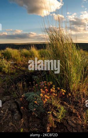 Polstern Sie Buchweizen (Eriogonum ovalifolium) und Grashalme entlang des Owyhee Canyon Rim im Südosten von Oregon ab. Stockfoto