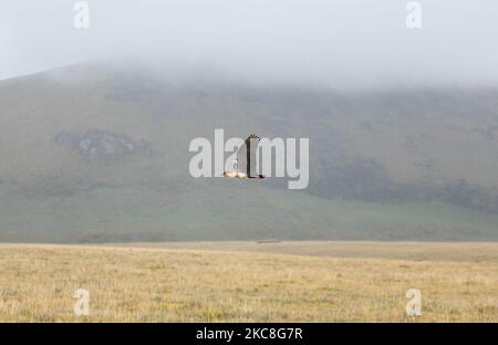 Wildtiere des Antisana-Naturschutzgebietes in Quito, Ecuador, am 30. Januar 2021. Die Tierwelt ein paar Stunden von Quito entfernt befinden sich im Antisana Ecological Reserve, mehrere Tiere der Paramo haben ihre Freiheit und Fülle. Dieses Reservat, das sich an den Hängen des Vulkans Antisana befindet, beherbergt eine Reihe von Tier- und Pflanzenarten, darunter Weißschwanzhirsche, manchmal Greifvögel, Vögel, die ihre Nester auf dem Boden bauen, Paramowolfen, Brillenbären, Pumas und den großen Andenkondor; Ohne zu vergessen eine majestätische Antisana, imposant und kalt. (Foto von Rafael Rodriguez/NurPhoto) Stockfoto