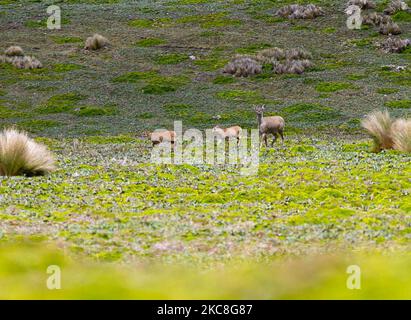 Wildtiere des Antisana-Naturschutzgebietes in Quito, Ecuador, am 30. Januar 2021. Die Tierwelt ein paar Stunden von Quito entfernt befinden sich im Antisana Ecological Reserve, mehrere Tiere der Paramo haben ihre Freiheit und Fülle. Dieses Reservat, das sich an den Hängen des Vulkans Antisana befindet, beherbergt eine Reihe von Tier- und Pflanzenarten, darunter Weißschwanzhirsche, manchmal Greifvögel, Vögel, die ihre Nester auf dem Boden bauen, Paramowolfen, Brillenbären, Pumas und den großen Andenkondor; Ohne zu vergessen eine majestätische Antisana, imposant und kalt. (Foto von Rafael Rodriguez/NurPhoto) Stockfoto