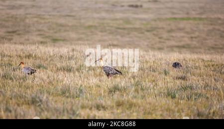 Wildtiere des Antisana-Naturschutzgebietes in Quito, Ecuador, am 30. Januar 2021. Die Tierwelt ein paar Stunden von Quito entfernt befinden sich im Antisana Ecological Reserve, mehrere Tiere der Paramo haben ihre Freiheit und Fülle. Dieses Reservat, das sich an den Hängen des Vulkans Antisana befindet, beherbergt eine Reihe von Tier- und Pflanzenarten, darunter Weißschwanzhirsche, manchmal Greifvögel, Vögel, die ihre Nester auf dem Boden bauen, Paramowolfen, Brillenbären, Pumas und den großen Andenkondor; Ohne zu vergessen eine majestätische Antisana, imposant und kalt. (Foto von Rafael Rodriguez/NurPhoto) Stockfoto