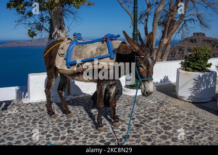 Ein Esel, der in Imerovigli in der Nähe von Thera auf der Vulkaninsel Santorini über der Ägäis in den Kykladen steht, einem wunderschönen mediterranen Reiseziel. Esel werden verwendet, um Touristen von den Kreuzschiffen zu den Caldera Klippe hängenden traditionellen Siedlung oder Material für den Transport in den engen Straßen und Gassen zu transportieren. Es gibt Berichte über viele Vorfälle, bei denen es während der Sommertourismussaison um Gewalt und Missbrauch von Besitzern oder der Tourismusindustrie gegen die Tiere auf den griechischen Inseln geht. Santorini Island, Griechenland am 13. Juli 2020 (Foto von Nicolas Economou/NurPhoto) Stockfoto