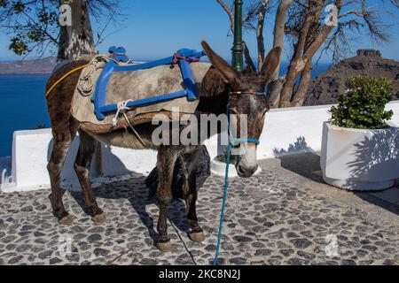 Ein Esel, der in Imerovigli in der Nähe von Thera auf der Vulkaninsel Santorini über der Ägäis in den Kykladen steht, einem wunderschönen mediterranen Reiseziel. Esel werden verwendet, um Touristen von den Kreuzschiffen zu den Caldera Klippe hängenden traditionellen Siedlung oder Material für den Transport in den engen Straßen und Gassen zu transportieren. Es gibt Berichte über viele Vorfälle, bei denen es während der Sommertourismussaison um Gewalt und Missbrauch von Besitzern oder der Tourismusindustrie gegen die Tiere auf den griechischen Inseln geht. Santorini Island, Griechenland am 13. Juli 2020 (Foto von Nicolas Economou/NurPhoto) Stockfoto