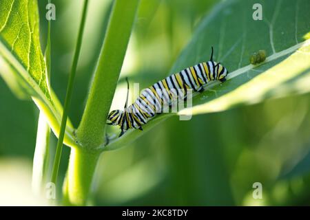 Eine Makroaufnahme einer Monarchen-Raupe auf einer Milchkrautpflanze. Stockfoto