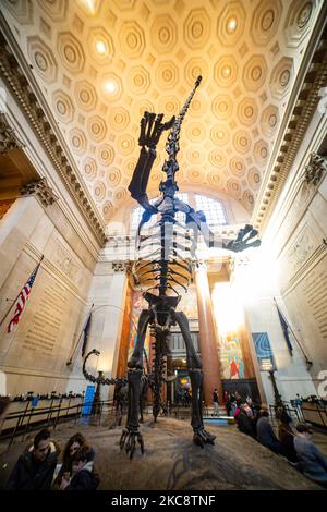 Weitwinkelansicht in der Theodore Roosevelt Rotunda, der Hauptlobby mit Dinosaurierfossilien, die im American Museum of Natural History AMNH in der Upper West Side von Manhattan in der Nähe des Central Park in New York City öffentlich ausgestellt sind. Das Museum empfängt jährlich rund 5 Millionen Besucher, Touristen, Einheimische und Studenten. New York, Vereinigte Staaten von Amerika USA am 2020. Februar (Foto von Nicolas Economou/NurPhoto) Stockfoto