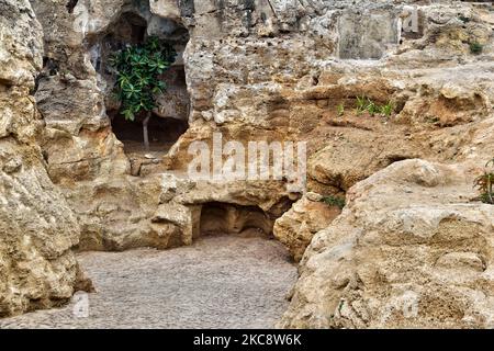 Baum, der in der Nähe des Eingangs zu den Herkules-Höhlen (Grottes d'Hercule) in Tanger (Tanger), Marokko, Afrika wächst. Die Höhlen von Herkules sind ein archäologischer Höhlenkomplex in Cape Spartel, Marokko. Die Legende besagt, dass der römische Gott Herkules in dieser Höhle blieb und schlief, bevor er seine 11.-jährige Arbeit verrichten konnte (eine der 12 Arbeiten, die König Eurystheus von Tiryns ihm gegeben hatte), die goldene Äpfel aus dem Hesperides-Garten holen sollte. (Foto von Creative Touch Imaging Ltd./NurPhoto) Stockfoto